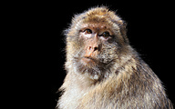 Barbary Macaque (Macaca sylvanus)